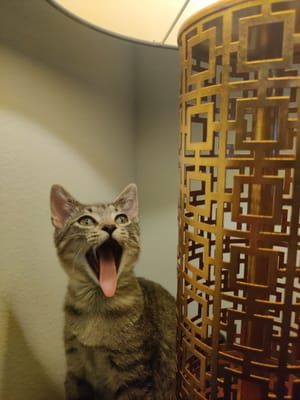 "I don't understand why my photo of Caper hasn't become a meme yet."